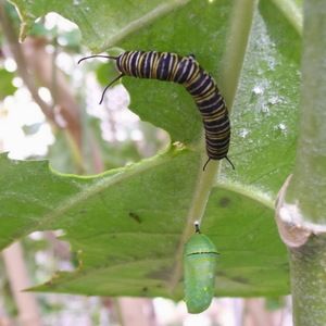 Meet your Posher, Margaret